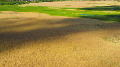 空中视图小麦场夏天季节黄色的作物粮食收获农田