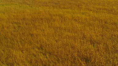 视图谷物场地平线视图小麦场夏天一天