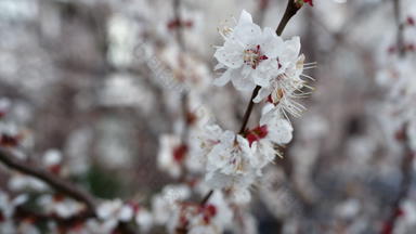 春天<strong>樱桃</strong>分支日益增长的春天白色花<strong>樱桃</strong>树