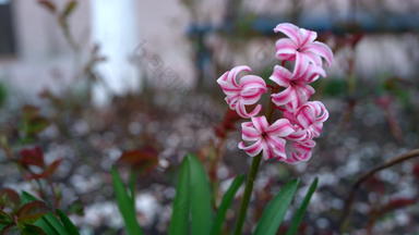 春天花开花花园特写镜头粉红色的花<strong>盛开</strong>的