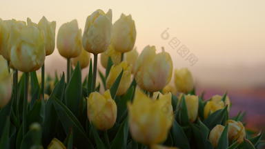 宏拍摄美丽的集团新鲜的黄色的郁金香软日落光户外