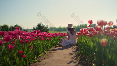 相机移动路红色的郁金香场女孩他坐着花
