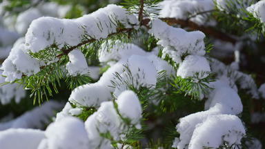 雪覆盖<strong>云杉</strong>针冬季关闭雪说谎绿色冷杉树