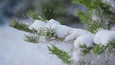 松树枝覆盖雪关闭被雪封住的云杉分支摇晃雪花
