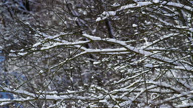 雪只树分支机构冷淡的冬天天气关闭冬季风景