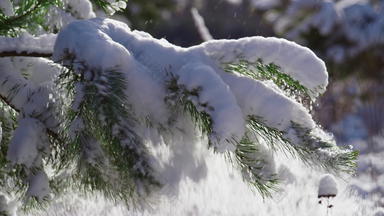 白色雪覆盖<strong>云杉分支</strong>冬天阳光关闭雪冷杉树
