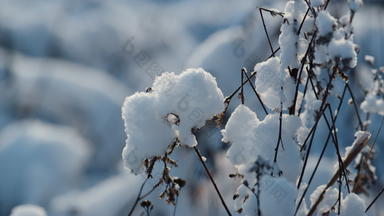干植物覆盖白霜场关闭被雪封住的自然冷天气