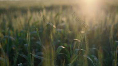 软日落小麦场夏天时间特写镜头绿色小穗峰值阳光