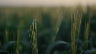 场绿色小麦峰值日出麦片作物成熟农田关闭