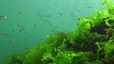 黑色的海大型沙子胡瓜鱼阿瑟琳娜pontica海藻鱼黑色的海
