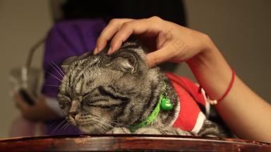 可爱的虎斑苏格兰褶皱猫穿圣诞老人老人服装放松催眠头按摩