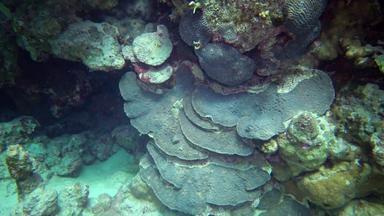 <strong>珊瑚</strong>礁<strong>红</strong>色的海美丽的水下景观<strong>珊瑚</strong>触角<strong>珊瑚</strong>抓浮游生物影响水埃及