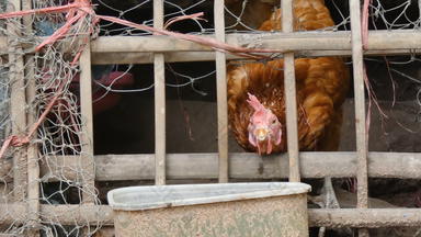关闭拍摄鸡吃食物农村农场环境声音