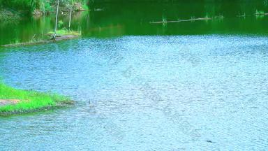 绿色草湖波水表面