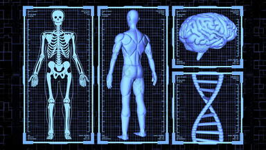 呈现胡德肌肉发达的解剖男人。身体大脑太太旋转包括骨架身体分析概念背景无缝的循环