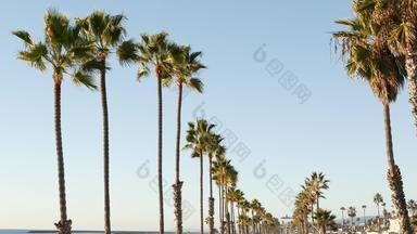 棕榈树的角度来看海滨加州海滨太平洋海洋热带海滩度假胜地美国