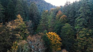飞行迷人的树华丽的郁郁葱葱的密集的森林山坡覆盖地毯把<strong>叶子</strong>秋天颜色枫木橡木松森林黄色的绿色秋天海绵火鸡