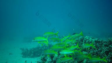 黄鳍<strong>金枪鱼</strong>绯鲵鲣穆洛伊德斯vanicolensis群鱼慢慢地游泳珊瑚礁鱼红色的海