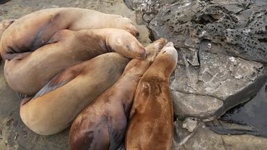 海狮子岩石小艇野生有耳的海豹休息太平洋海洋石头有趣的懒惰的野生动物动物睡觉受保护的海洋哺乳动物自然<strong>栖息地</strong>三迭戈加州美国