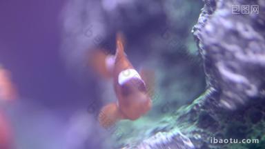 水族馆海洋动物鱼类水母实拍4k