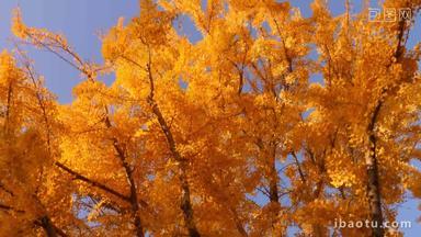 仰拍金色的银杏树