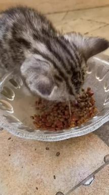 吃猫粮的猫一只动物高质量实拍