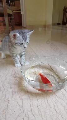 猫和金鱼猫科动物玻璃容器<strong>视频</strong>素材