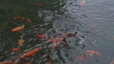 金鱼和鸭子野生动物清晰视频