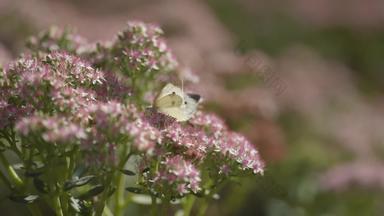 蝴蝶在花丛中夏天摄像
