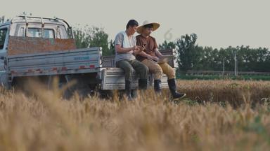 农民青年男人研究麦子视频