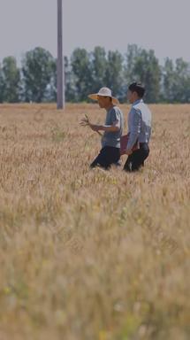 <strong>农民</strong>在田地里农作物农业视频素材