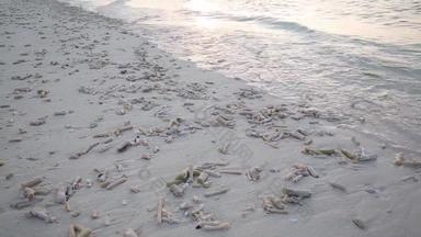 马尔代夫海滩海洋鹅卵石辽阔高清视频