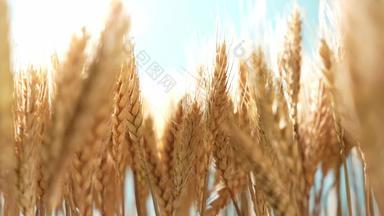 麦穗收获自然视频