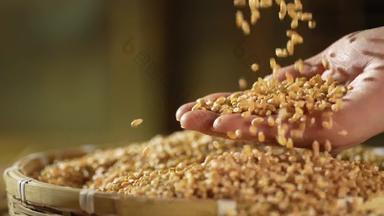 小麦收获健康食物影像