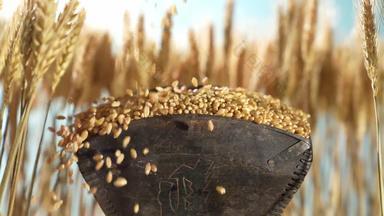 小麦丰收田园风光庄稼视频
