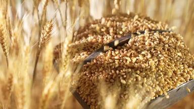 小麦丰收种植摄像