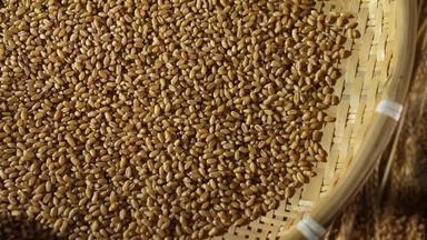 小麦收获有机食品<strong>视频素材</strong>