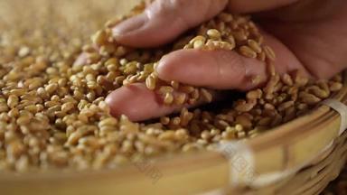 小麦收获堆叠素材