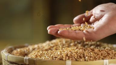 小麦收获麦穗手镜头