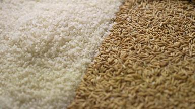 大米和稻谷稻拍摄