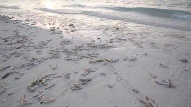 马尔代夫海滩珊瑚素材
