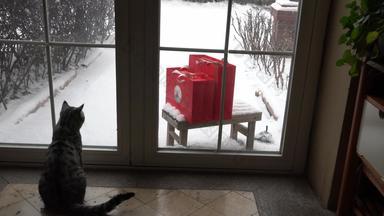 可爱的猫咪看雪景玻璃非都市风光高清实拍