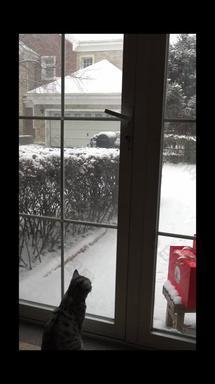 可爱的猫咪看雪景玻璃居住区实拍素材