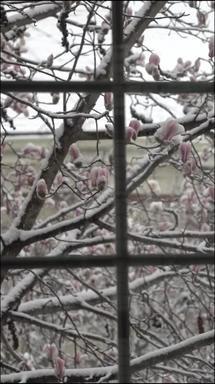 庭院雪景冬季高清视频