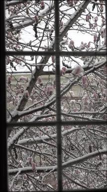 庭院雪景公园高清视频