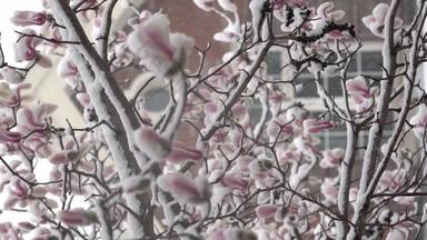 玉兰花下雪植物横屏公园高清视频