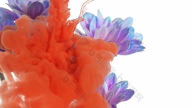 颜料在水中溶解与雏菊碰撞混合高清实拍