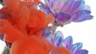 颜料在水中溶解与雏菊碰撞水下