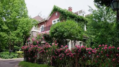 别墅庭院里的蔷薇篱笆灌木