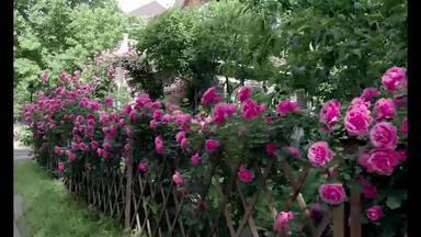 别墅庭院里的蔷薇栅栏住房场景拍摄